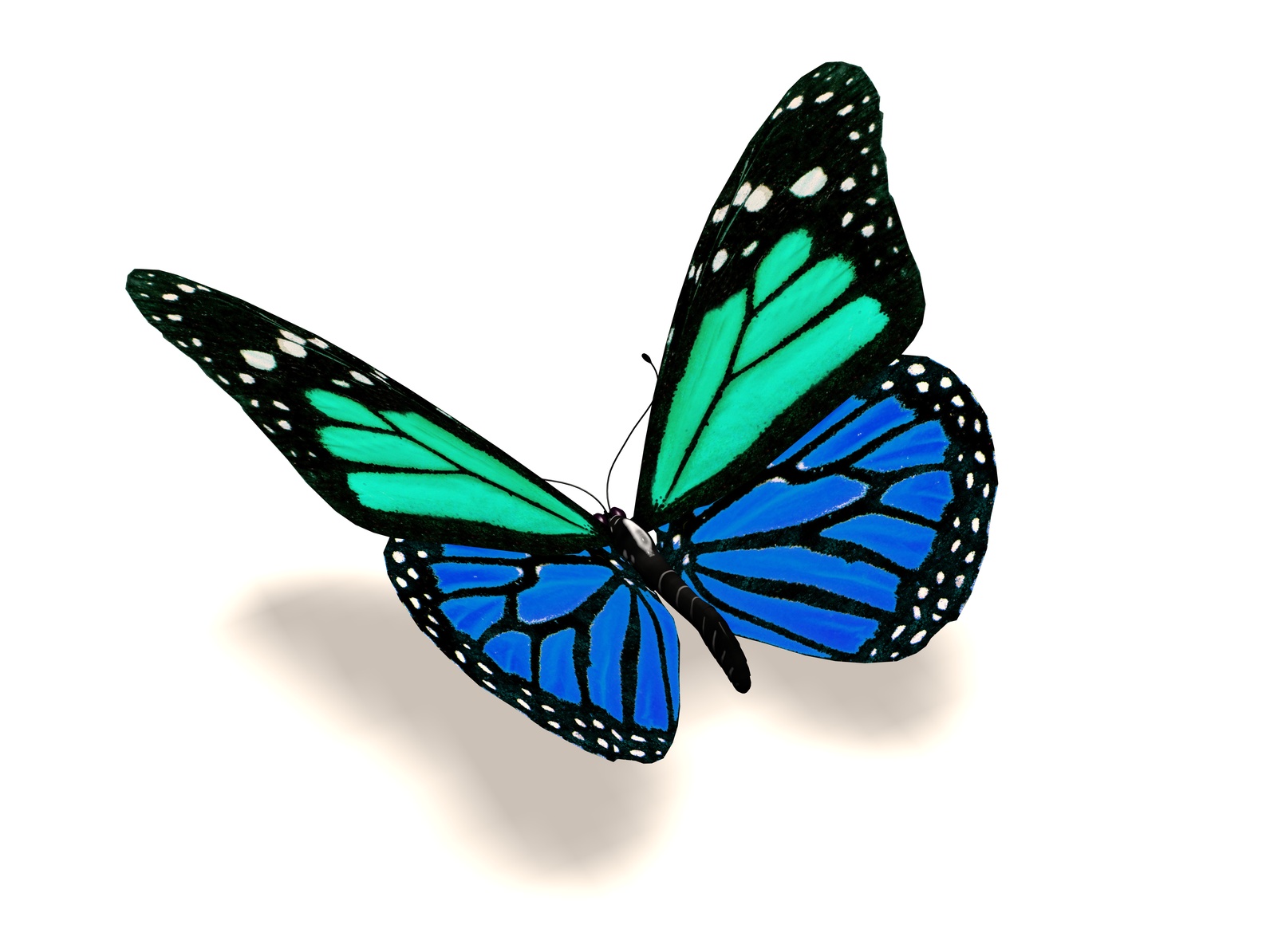 TCF Butterfly